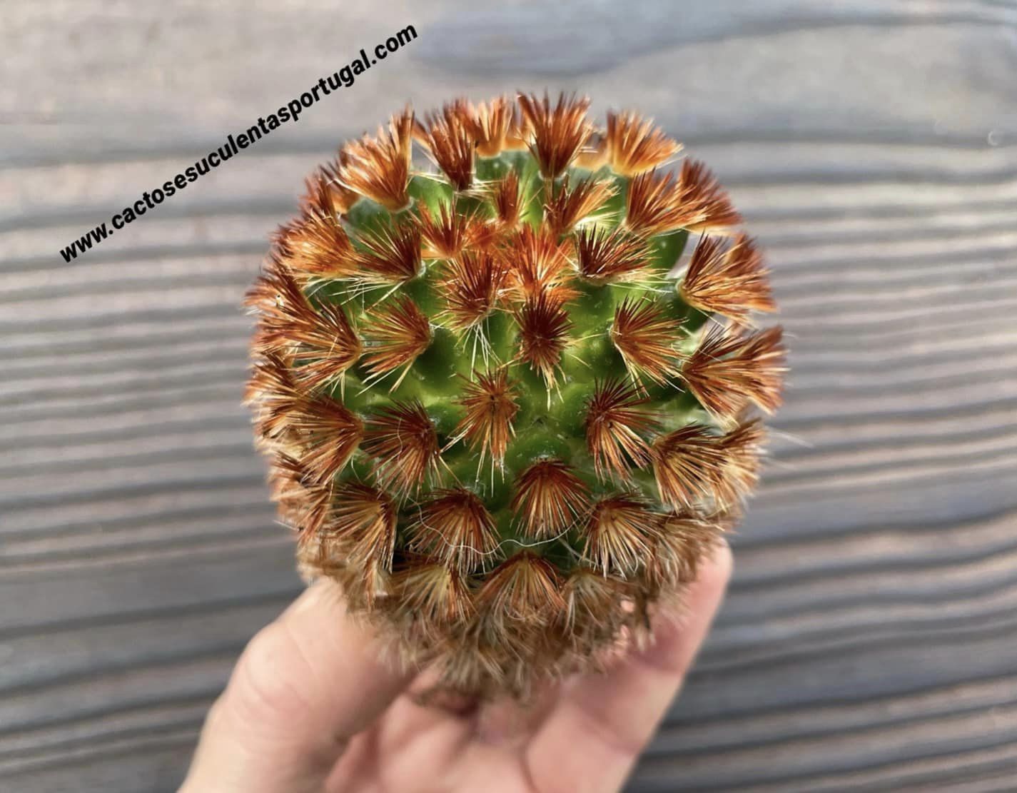 Mammillaria carmenae f. rubrispina