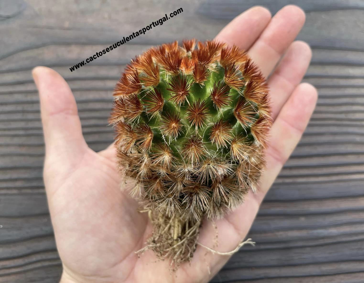 Mammillaria carmenae f. rubrispina