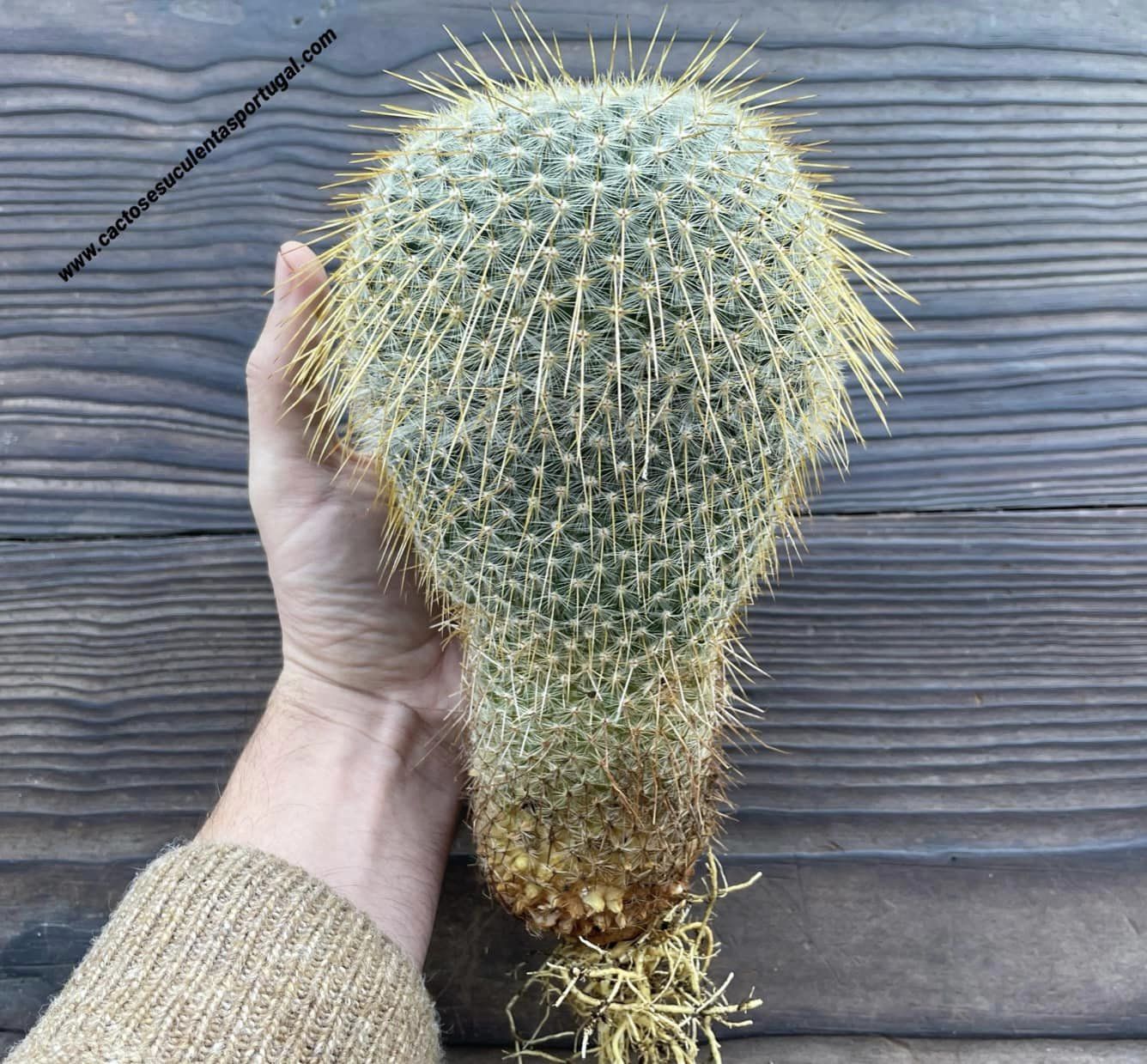 Mammillaria dixanthocentron, 5 years old