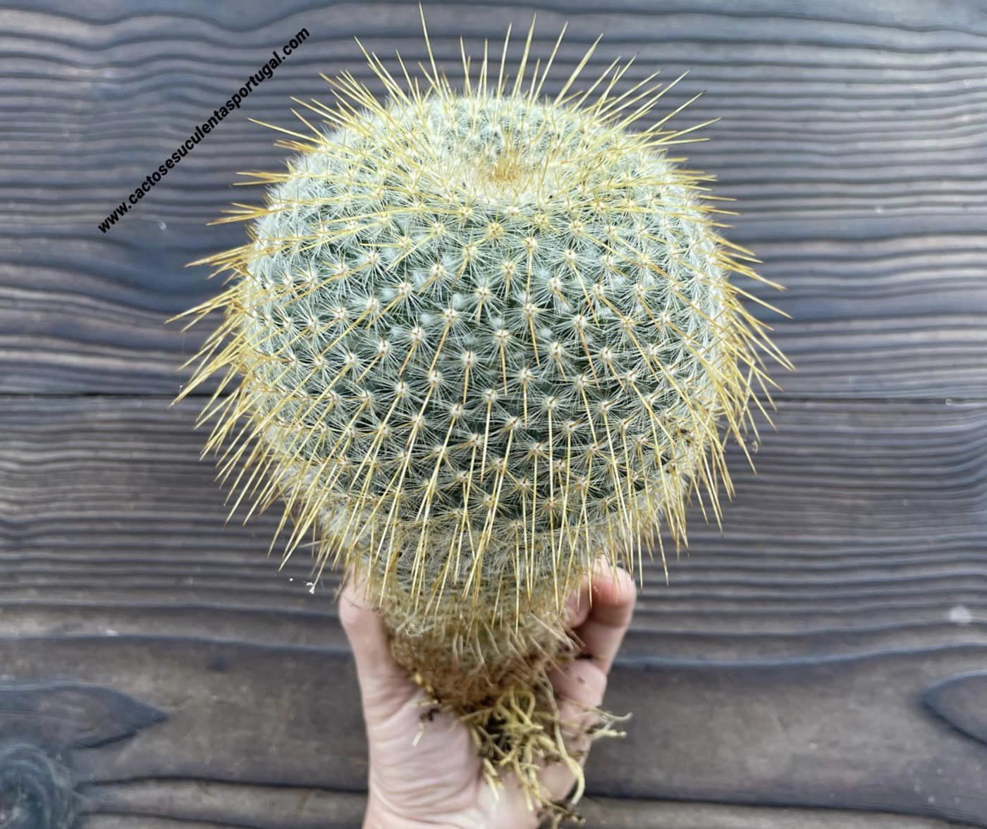 Mammillaria dixanthocentron, 5 years old