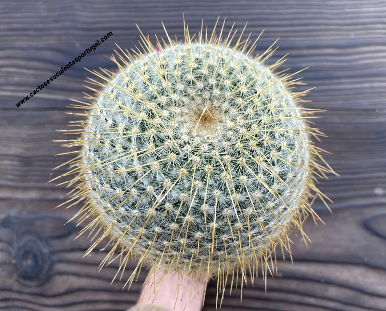 Mammillaria dixanthocentron, 5 years old