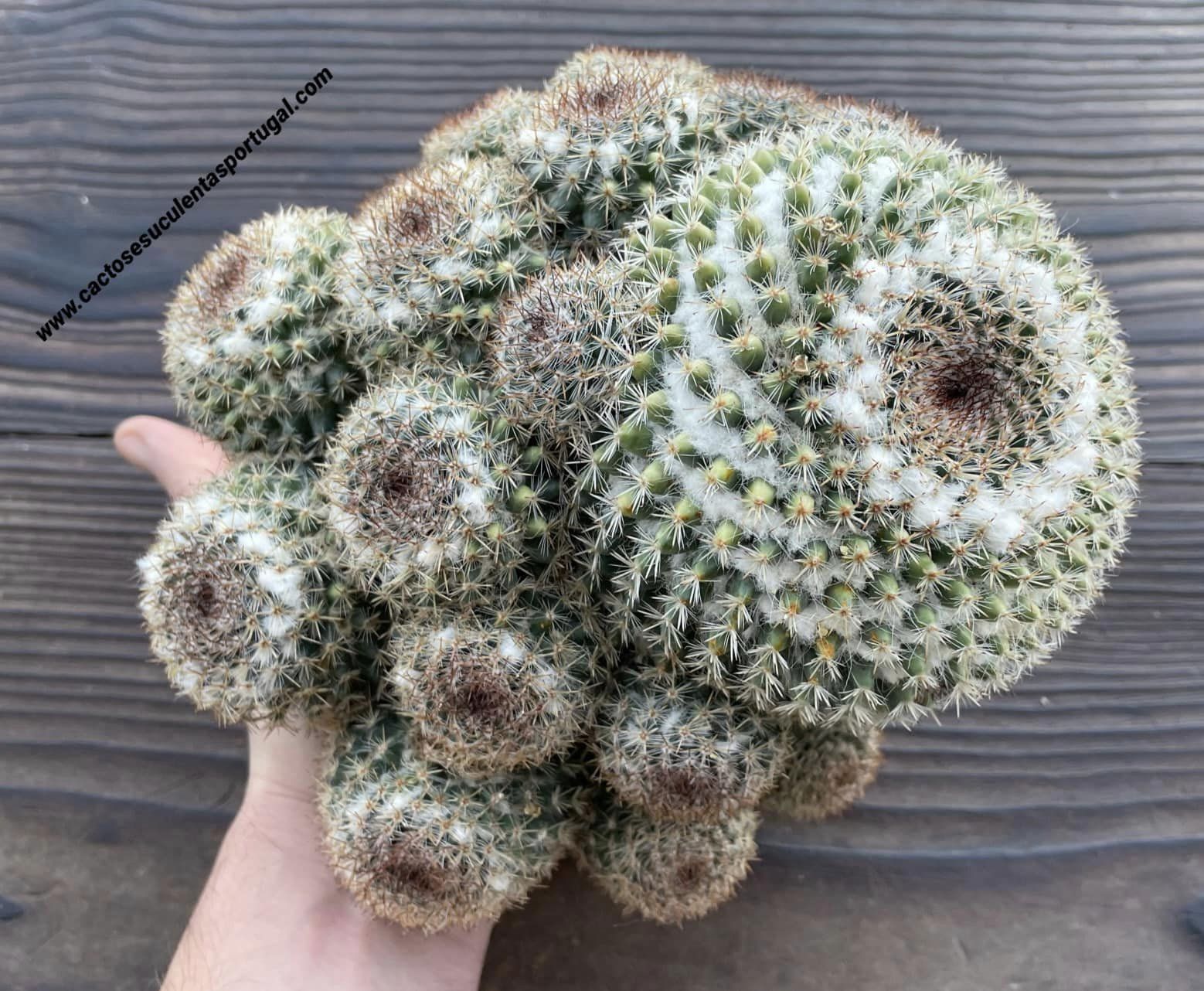 Mammillaria marksiana