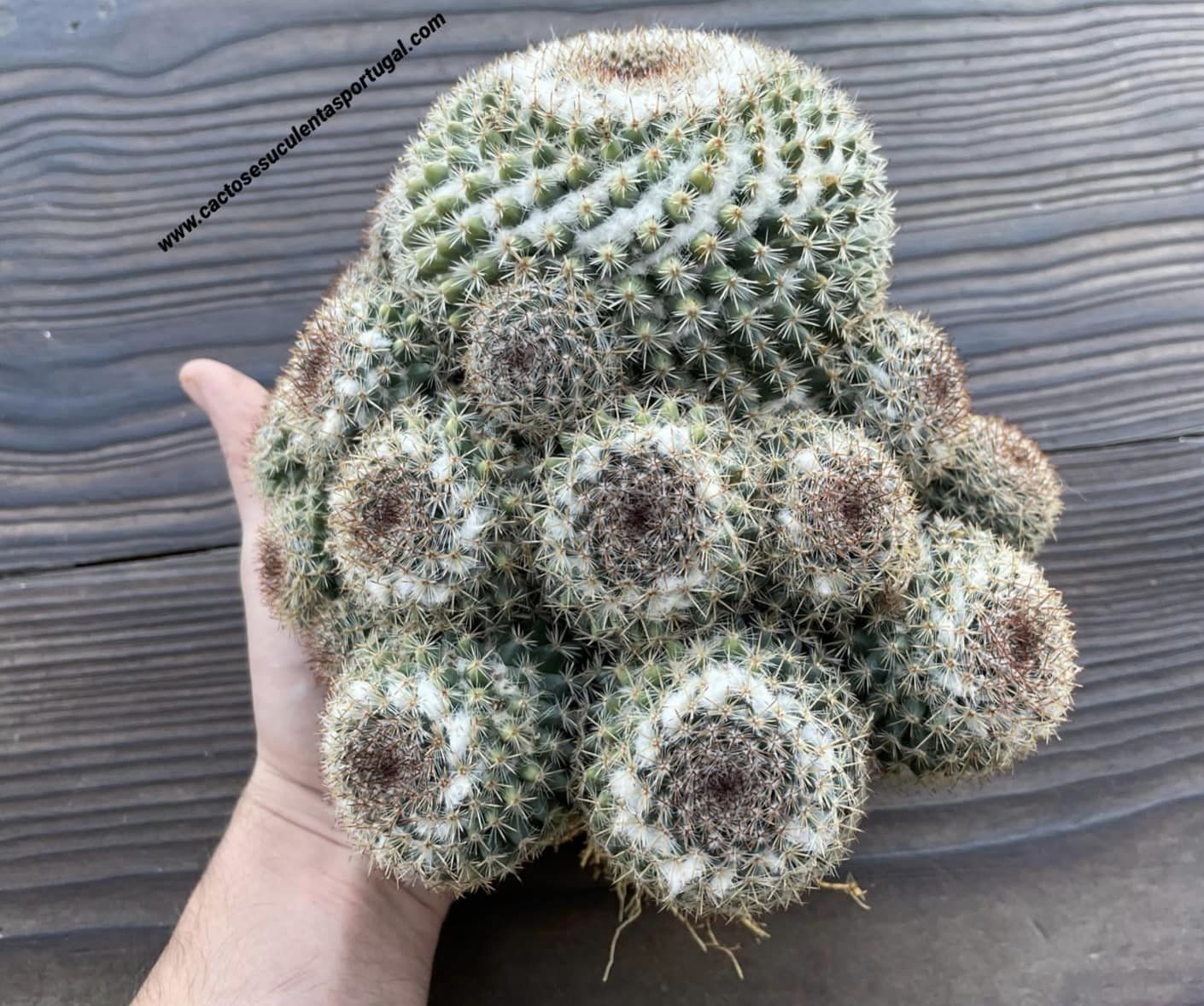 Mammillaria marksiana