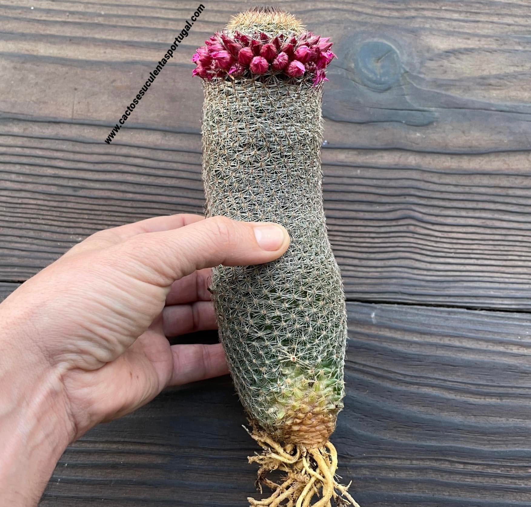Mammillaria matudae