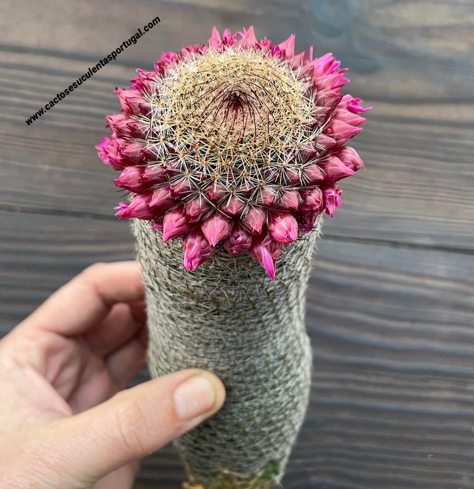 Mammillaria matudae