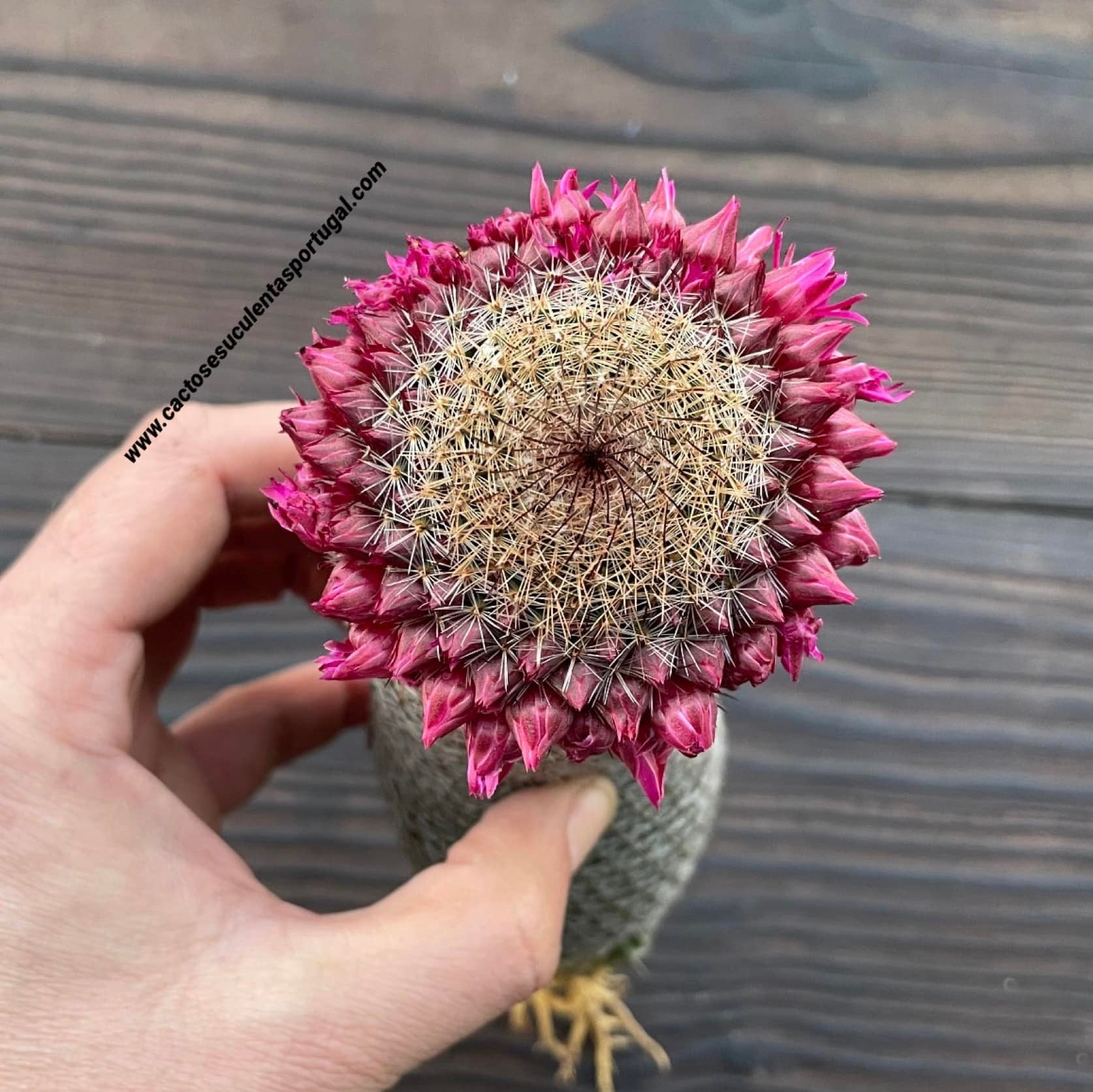 Mammillaria matudae