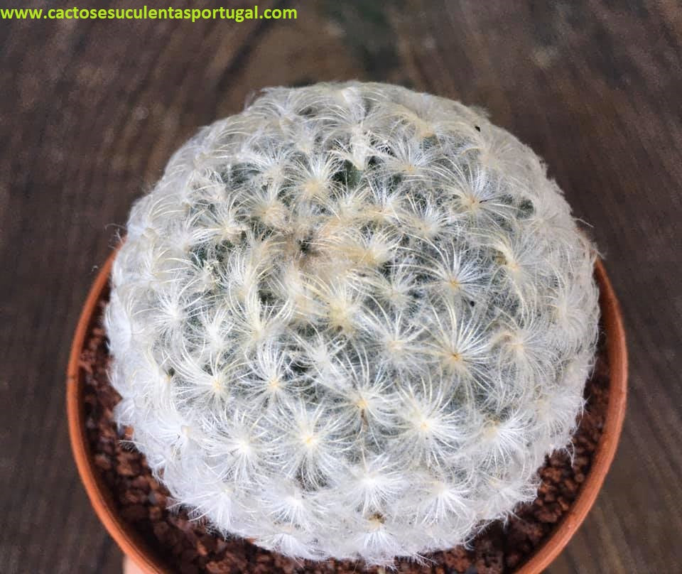 Mammillaria Plumosa