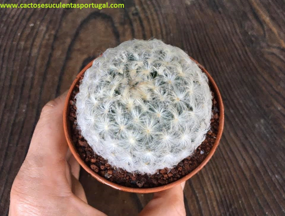 Mammillaria Plumosa