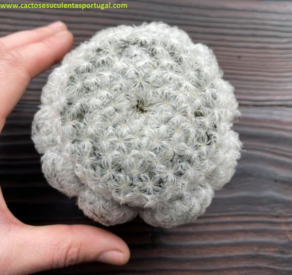 Mammillaria plumosa, extra ramificada