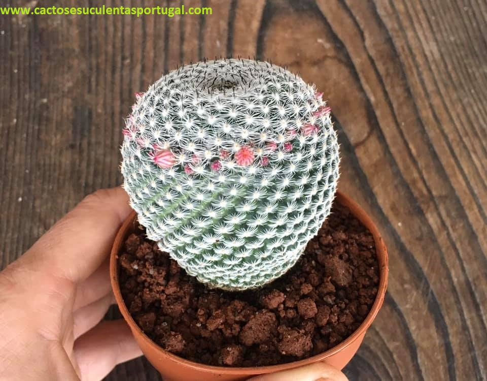 Mammillaria pseudoperbella