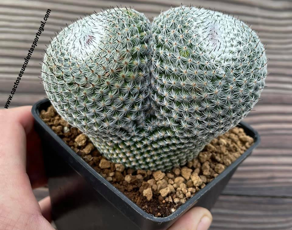 Mammillaria pseudoperbella, double form.