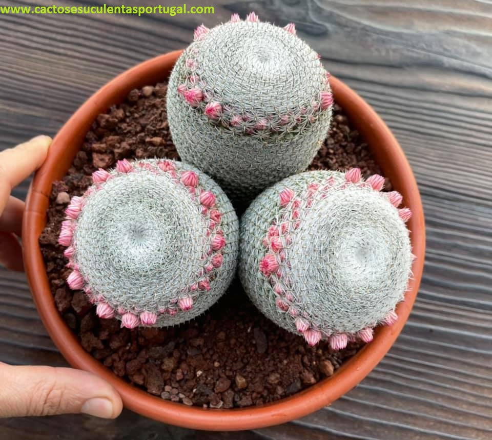 Mammillaria pseudoperbella