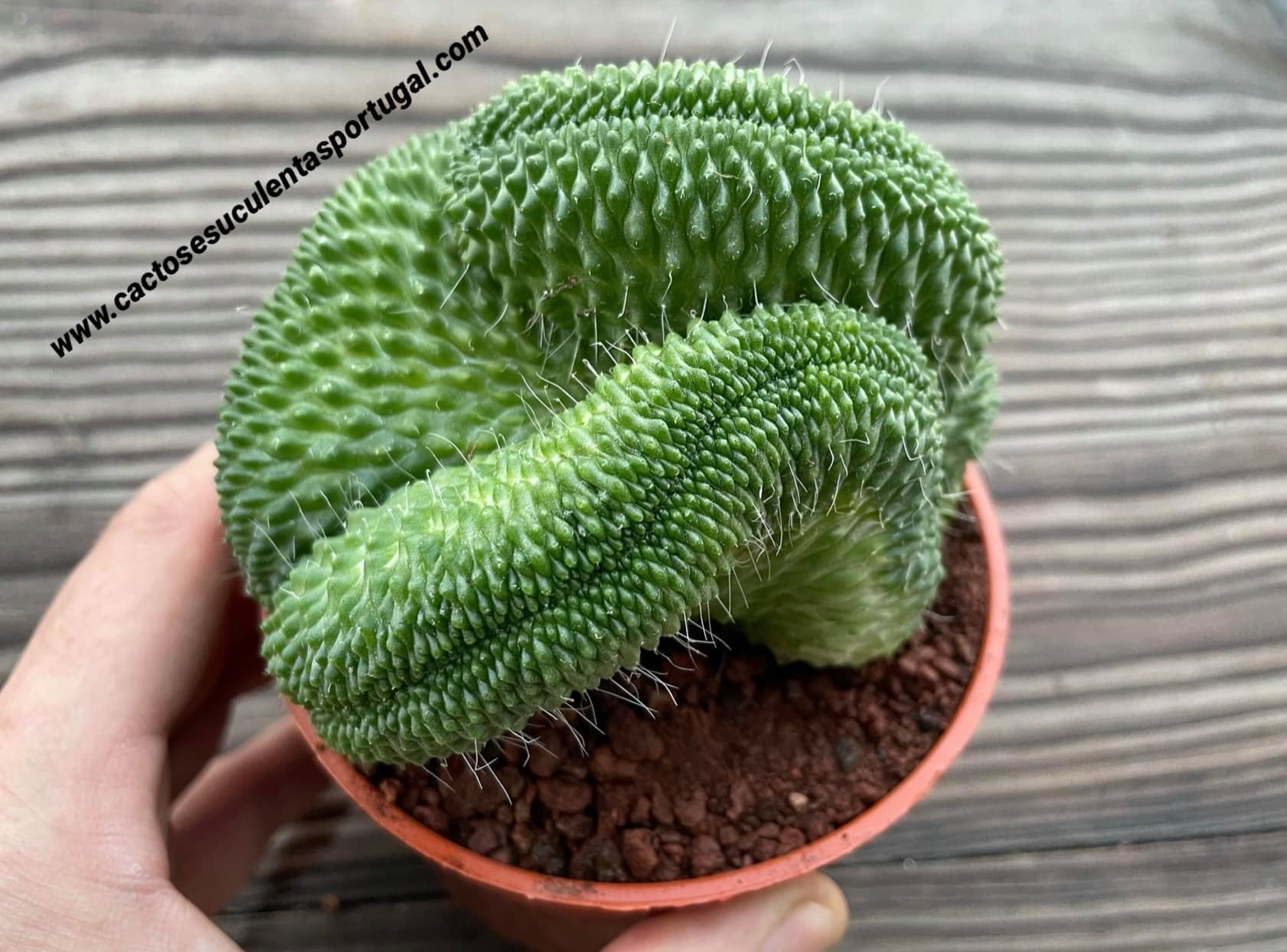 Mammillaria spinosissima cv. Un Pico form. cristata