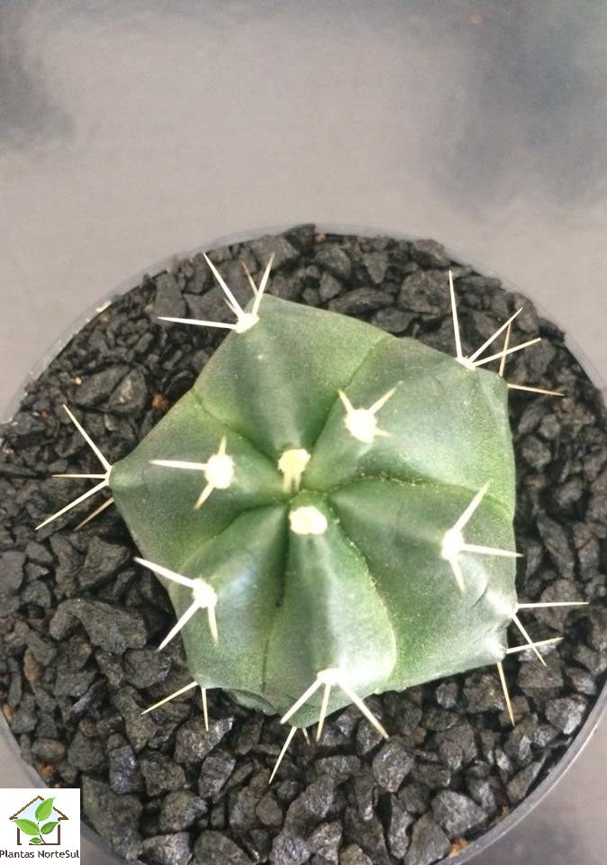 Matucana Oreodoxa