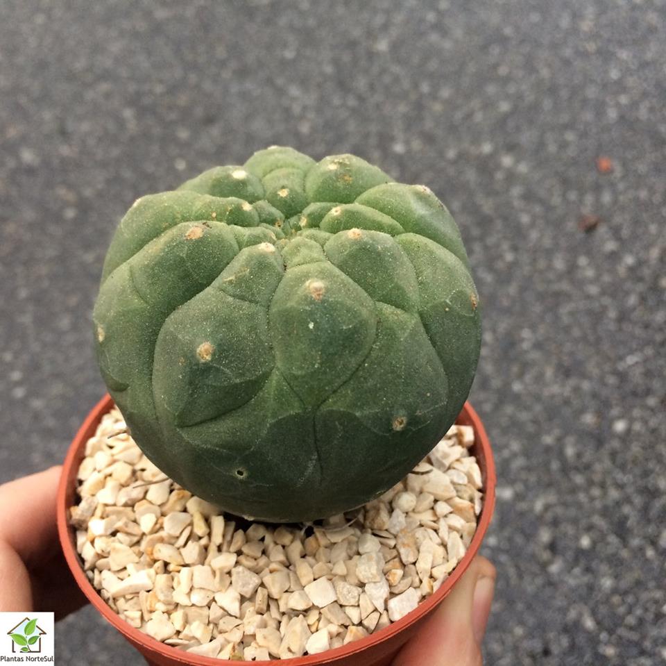 Matucana madisoniorum