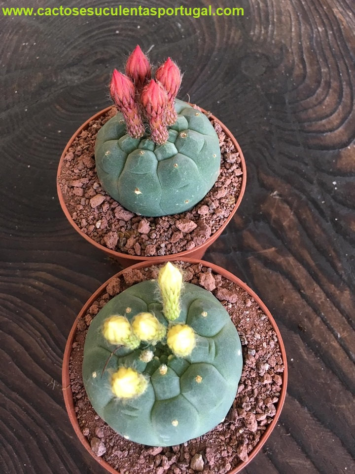 Matucana madisoniorum albiflora