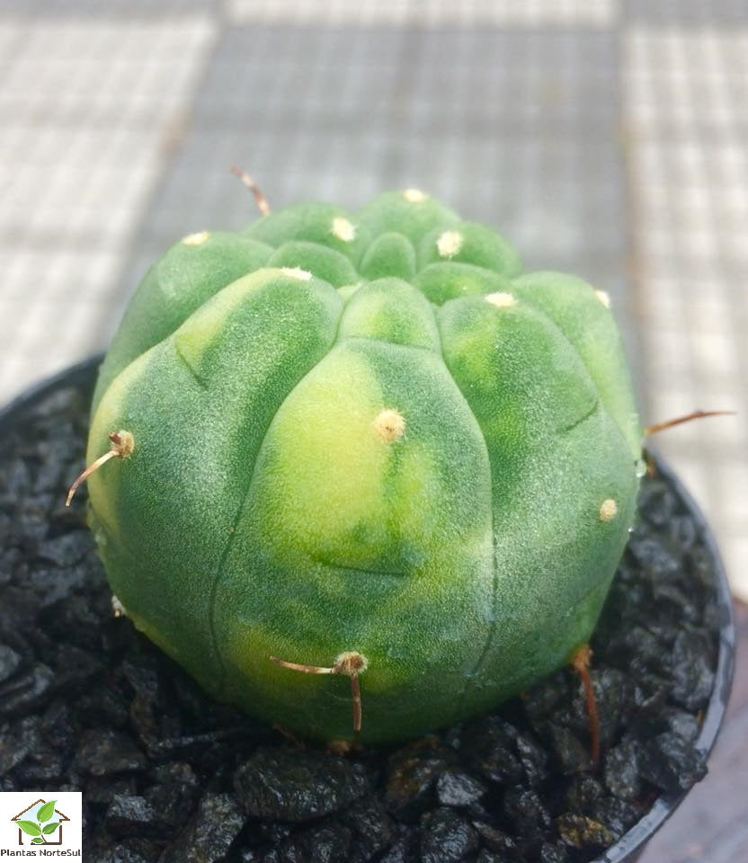 Matucana madisoniorum variegata
