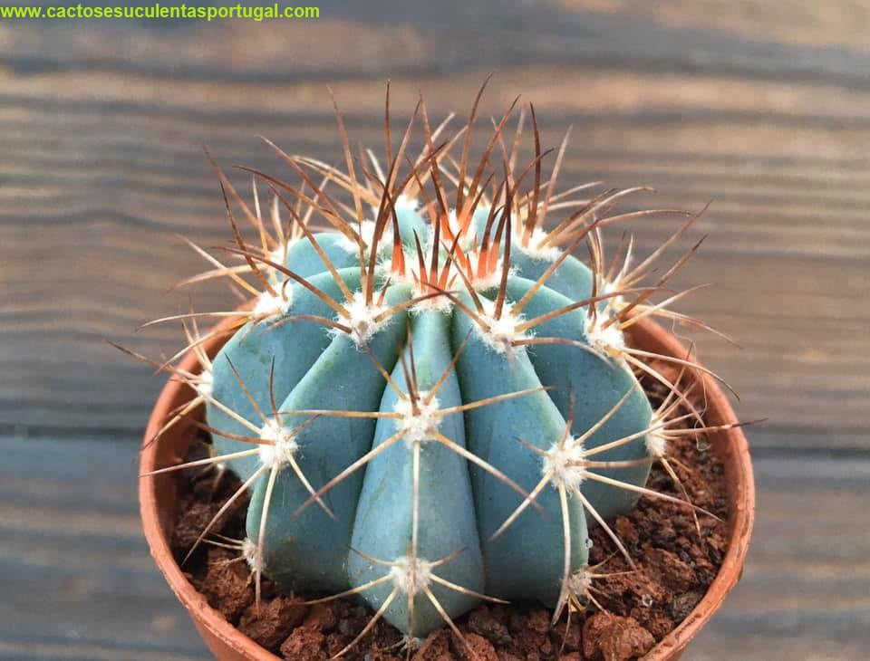 Melocactus Azureus