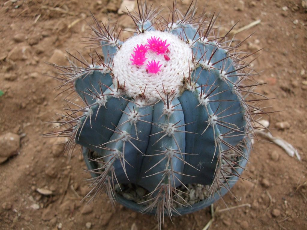 Melocactus Azureus