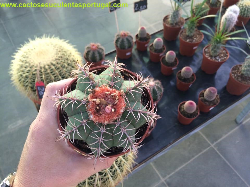 Melocactus matanzanus, "Coroa-de-frade"