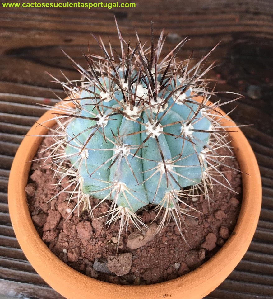 Melocactus Azureus, vaso 10cm
