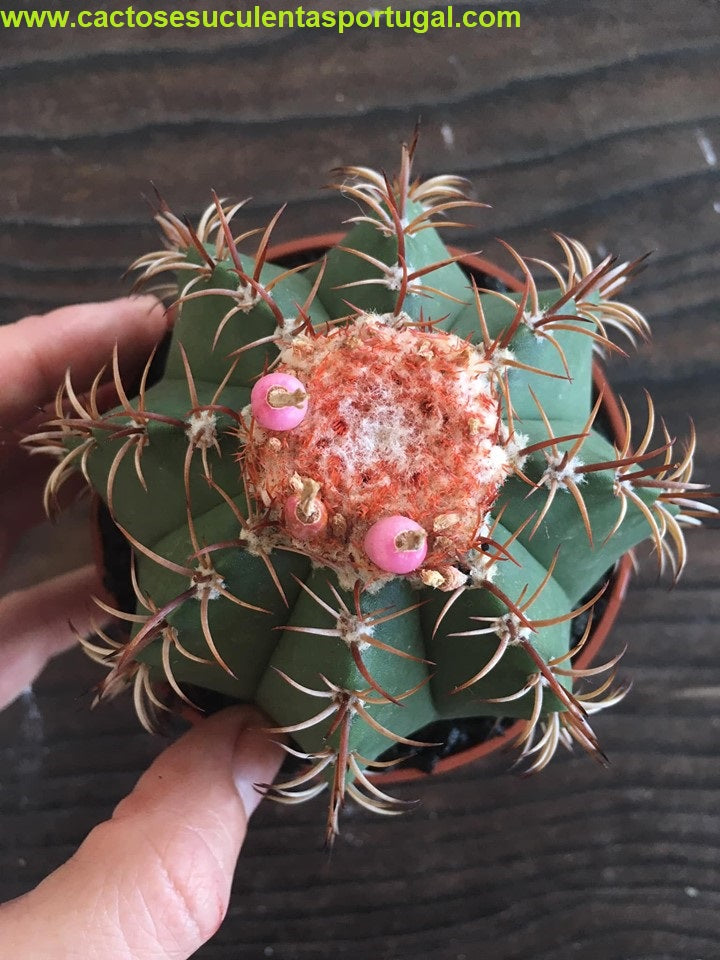 Melocactus matanzanus, "Coroa-de-frade"