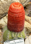 Melocactus matanzanus, "Coroa-de-frade"