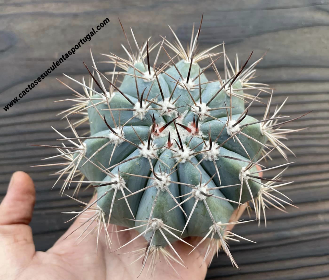 Melocactus azureus