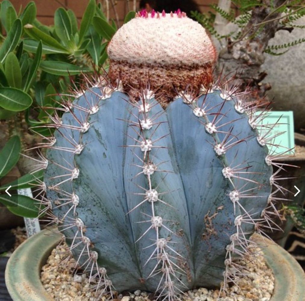 Melocactus azureus