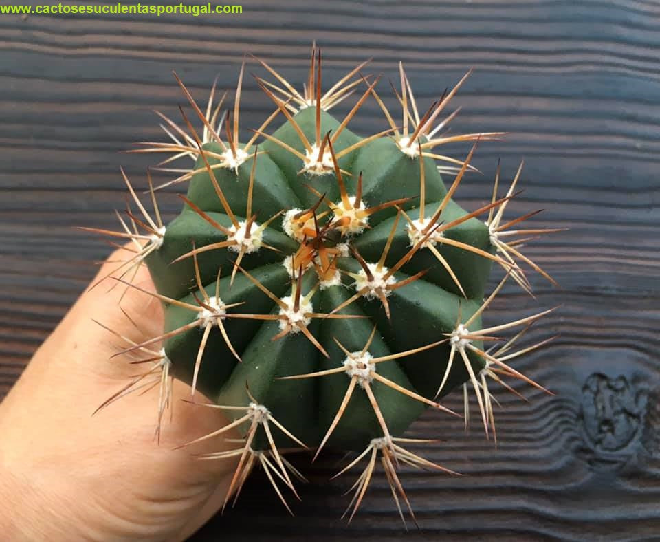 Melocactus delessertianus