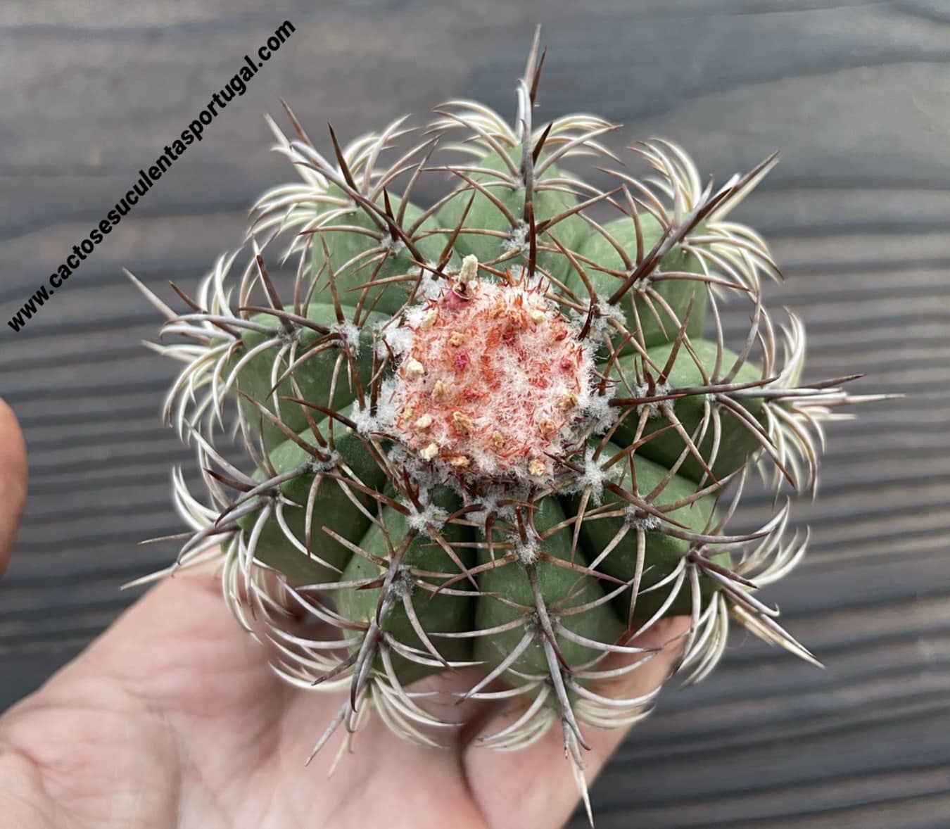 Melocactus matanzanus (Dwarf turk's cap)