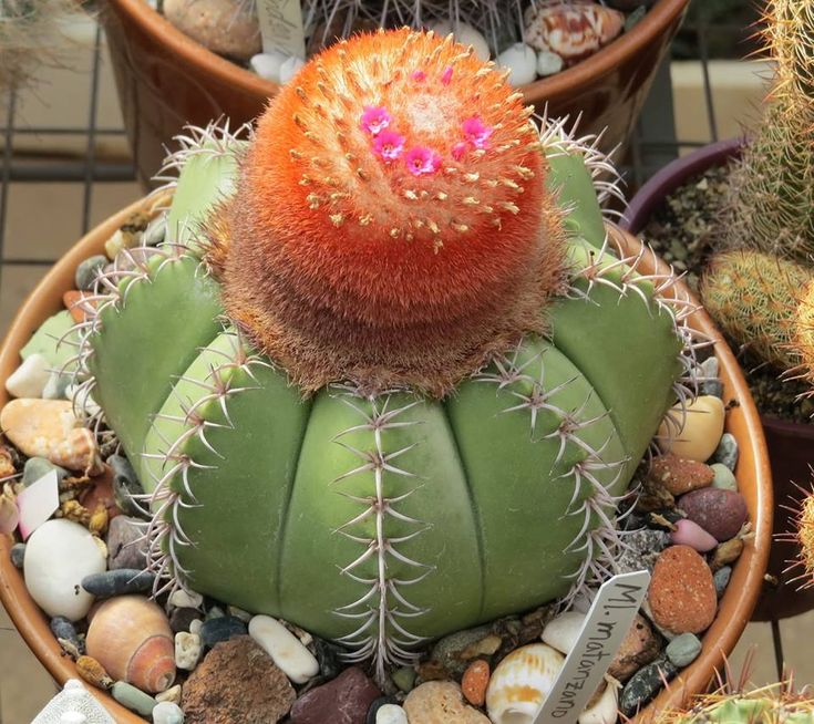 Melocactus matanzanus (Dwarf turk's cap)