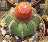 Melocactus matanzanus (Dwarf turk's cap)