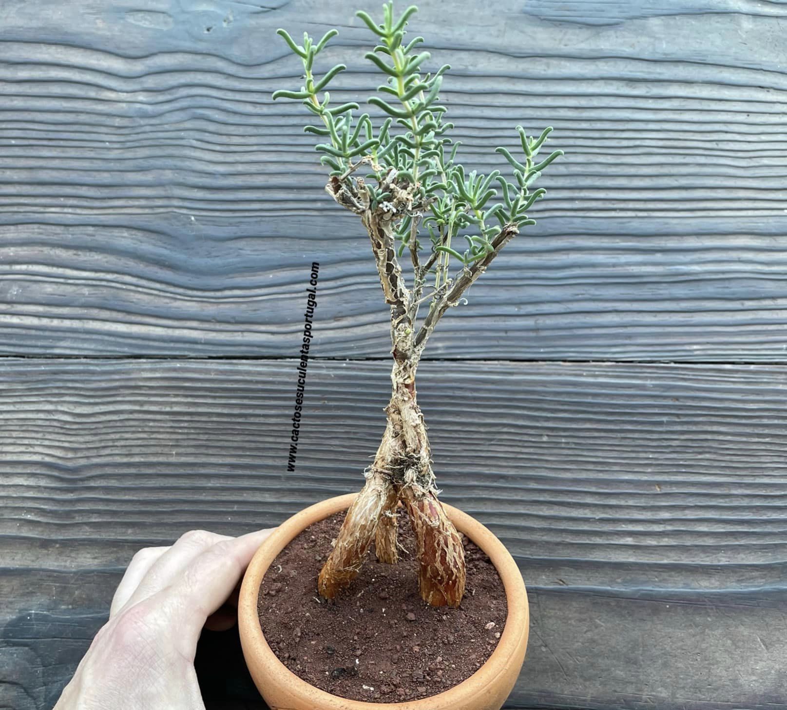 Mestoklema tuberosa
