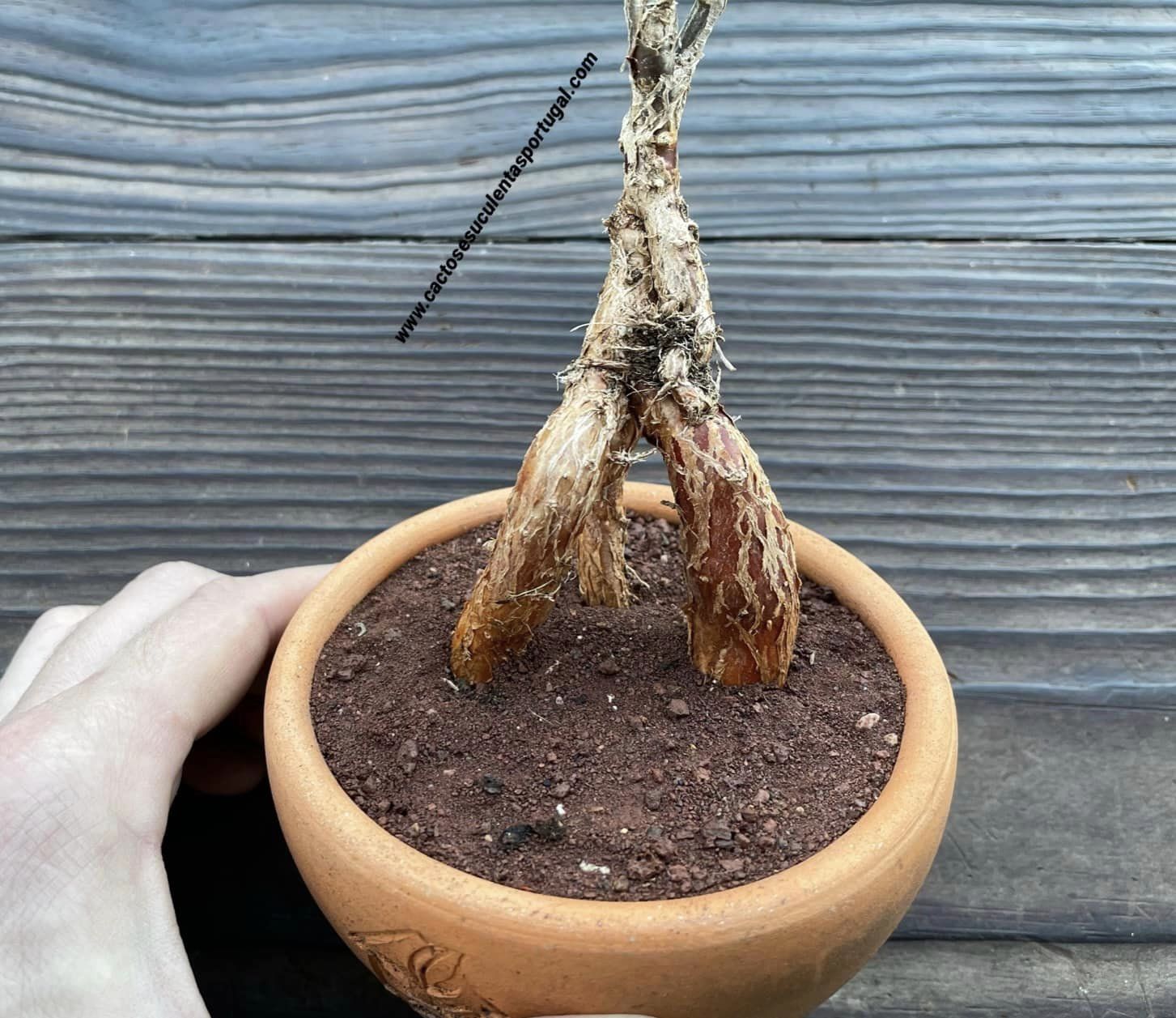 Mestoklema tuberosa