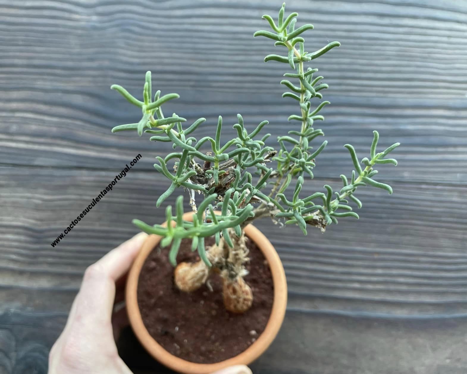 Mestoklema tuberosa