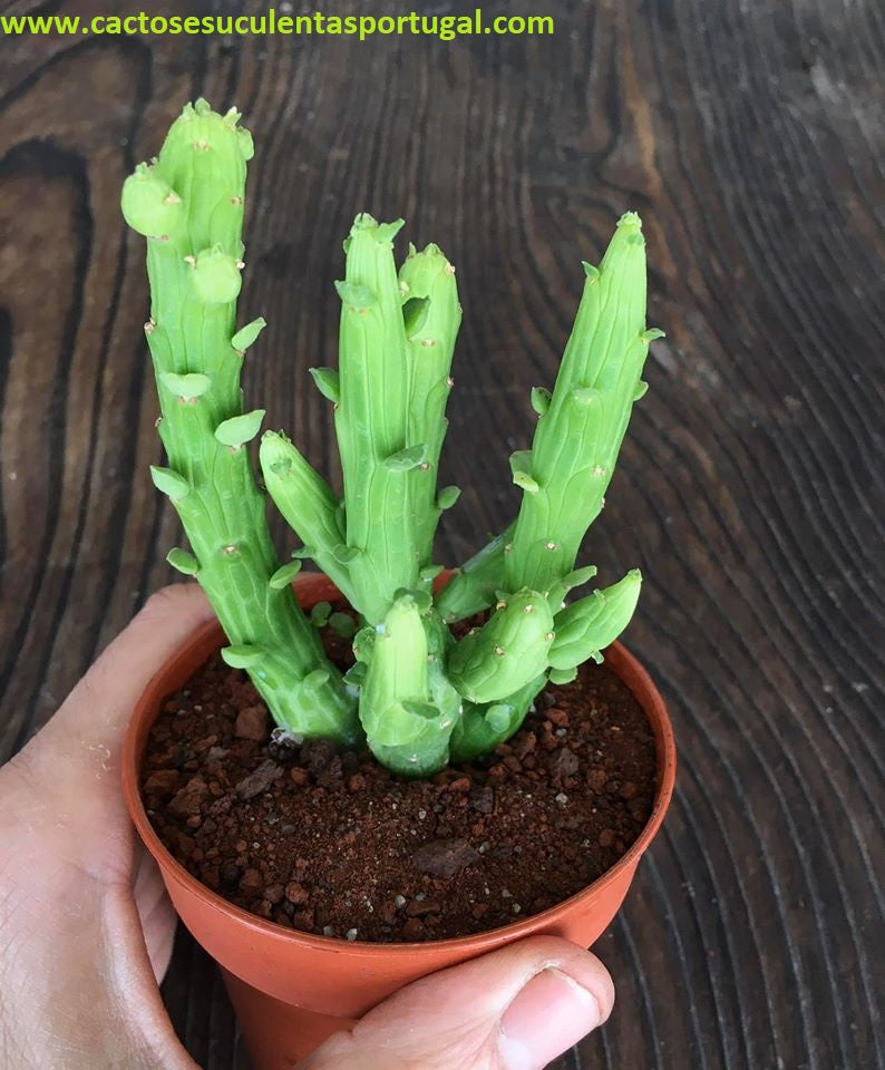 Euphorbia monadenium bisellenbeckii