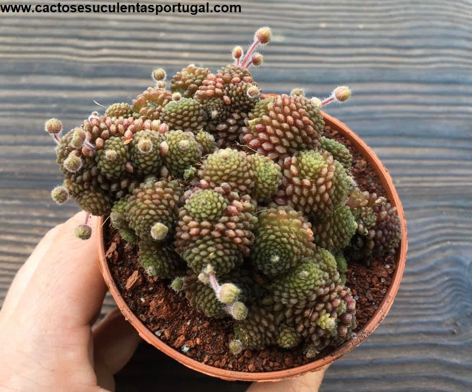 Monanthes Polyphylla