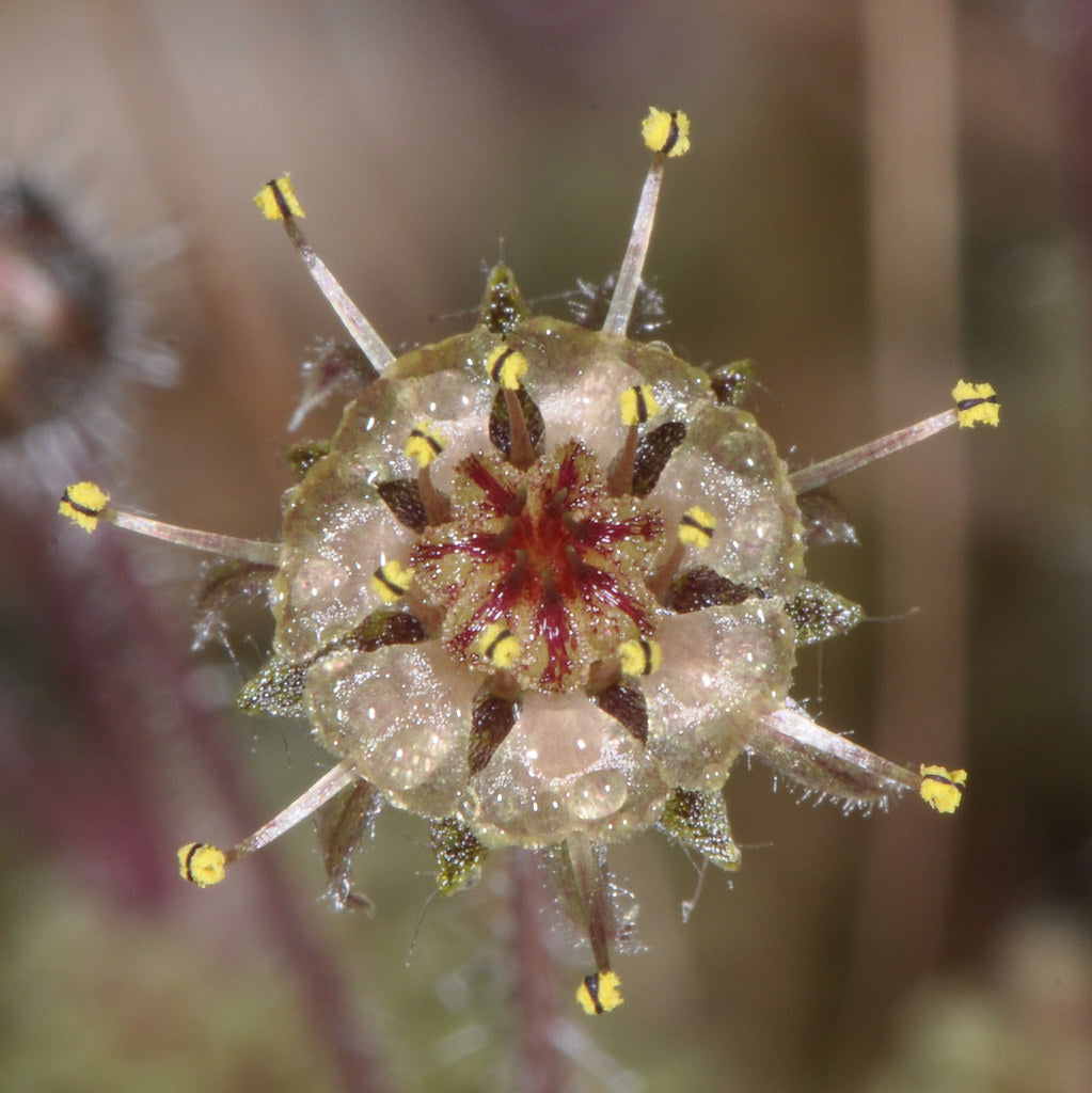 Monanthes Polyphylla