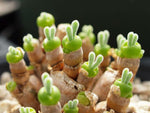 Monilaria moniliformis