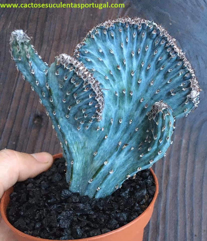 Monvillea spegazzinii cristata