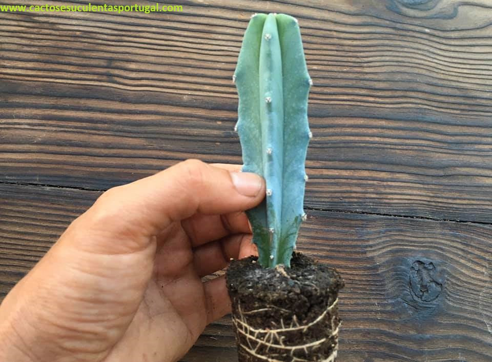 Myrtillocactus geometrizans