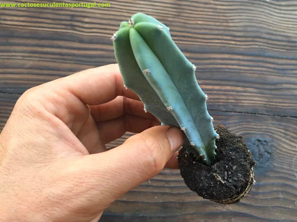 Myrtillocactus geometrizans