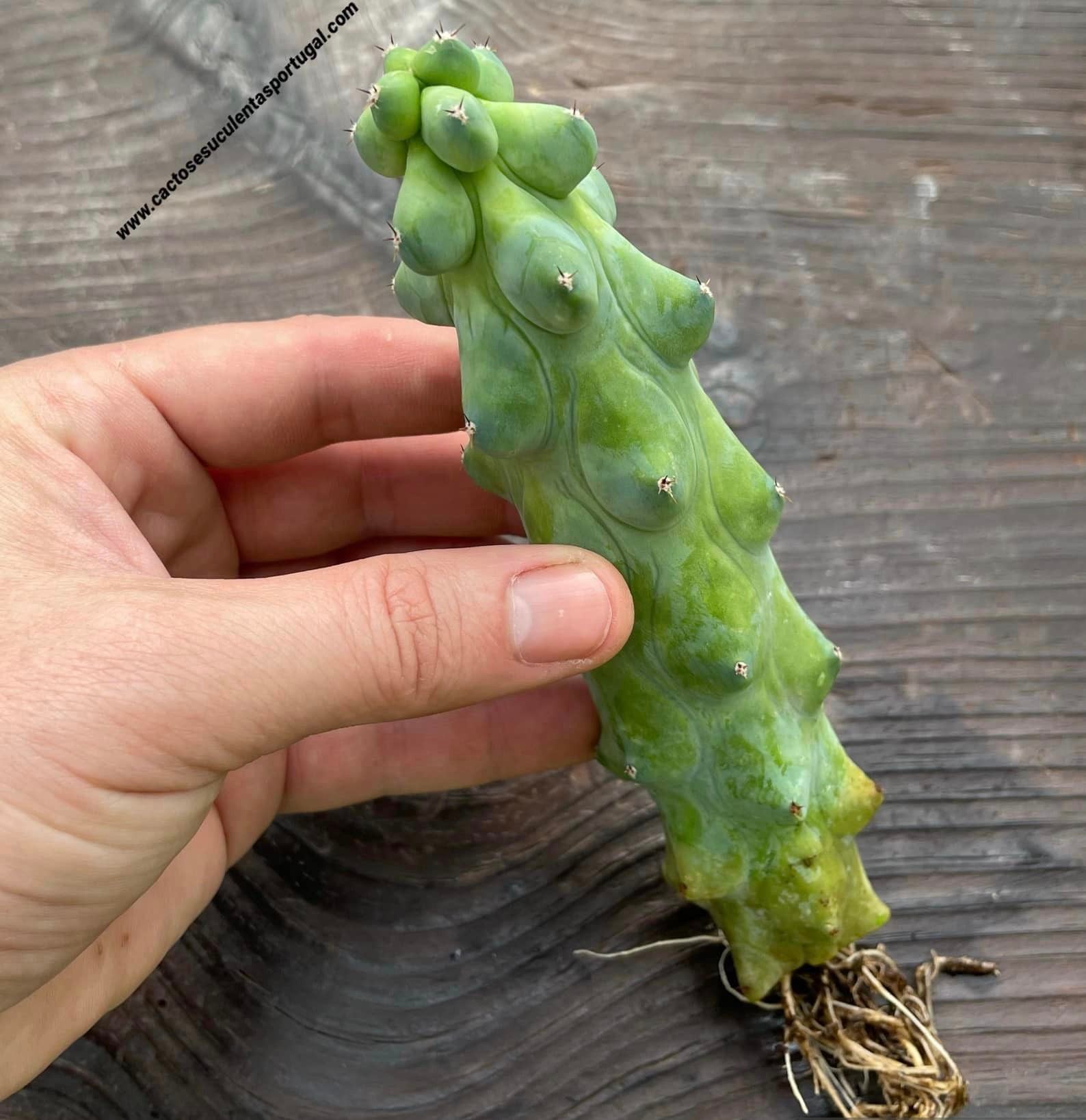 Myrtillocactus geometrizans cv. 'Fukurokuryuzinboku'