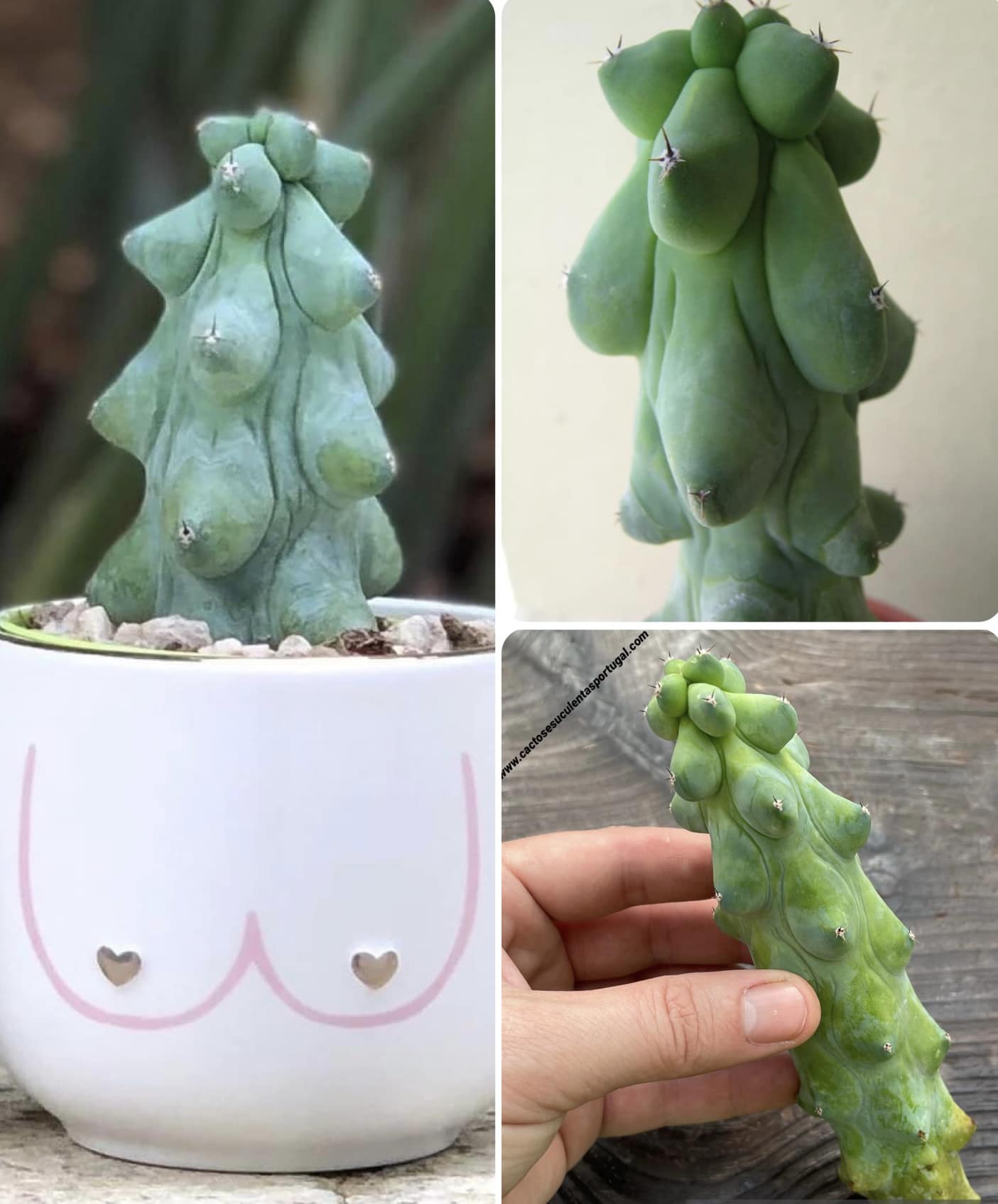 Myrtillocactus geometrizans cv. 'Fukurokuryuzinboku'