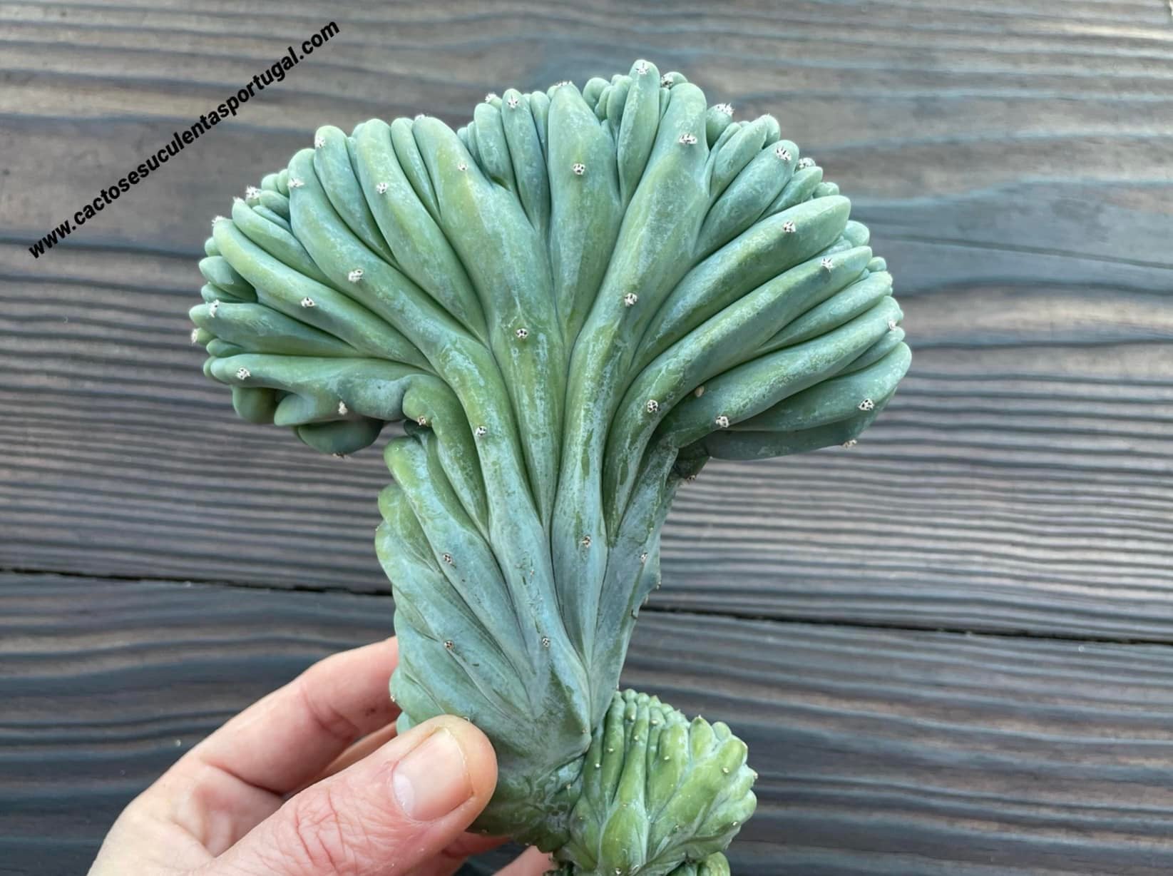 Myrtillocactus geometrizans form. cristata