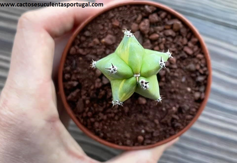 Myrtillocactus geometrizans form. variagata