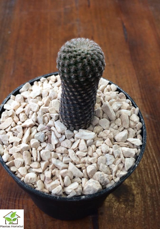 Eriosyce odieri var. reichei