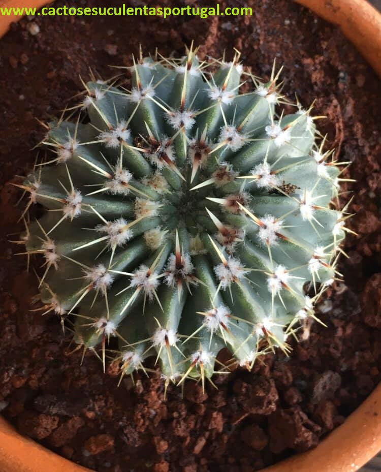 Notocactus buiningii