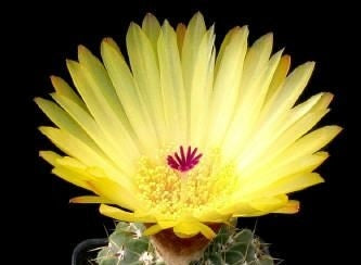 Notocactus buiningii